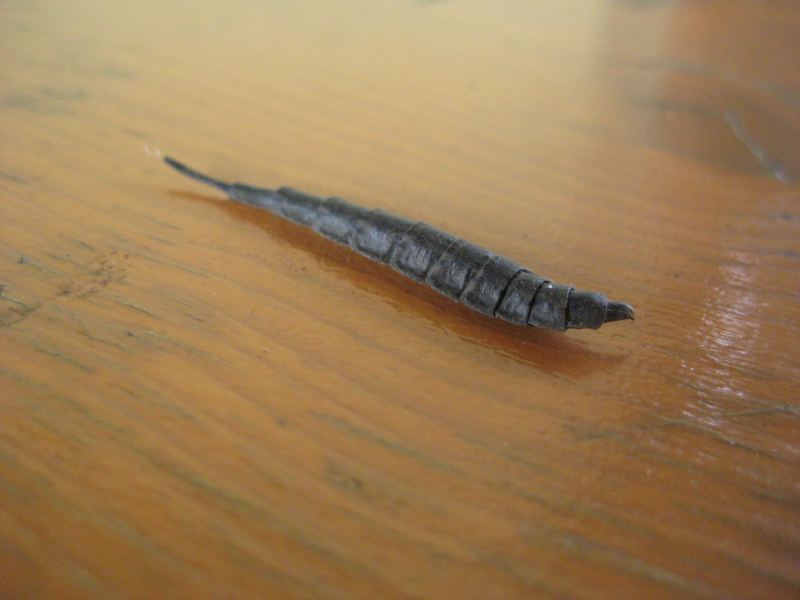 Di cosa si tratta? (Larva di Stratiomyidae)
