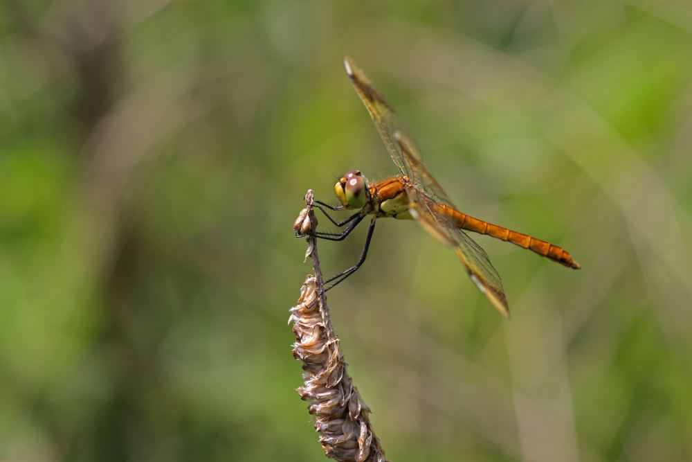 Libelluda da determinare - Sympetrum pedemontanum