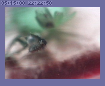 webcam