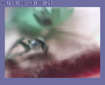 webcam