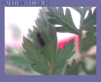 webcam