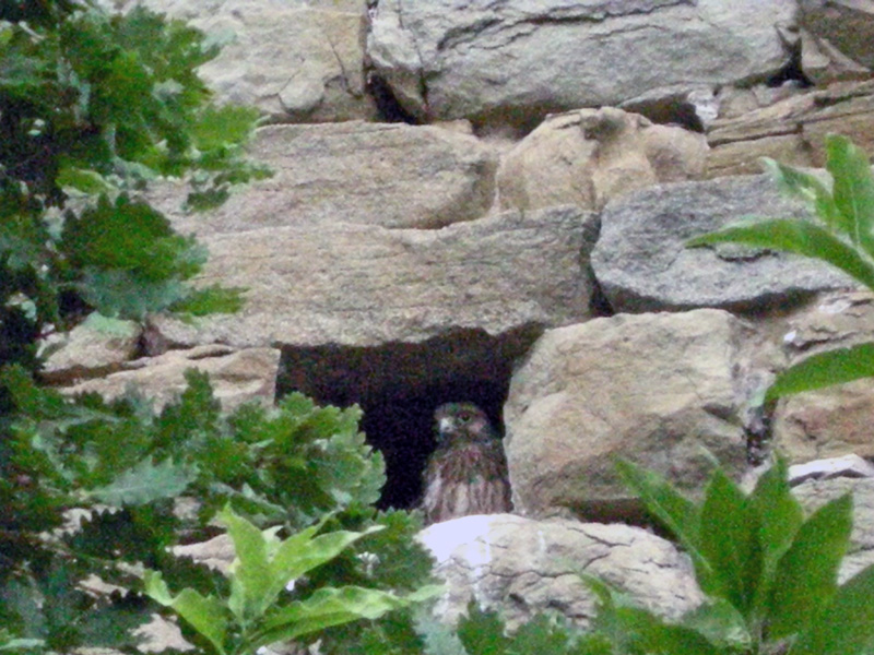 Falco tinnunculus / Gheppio