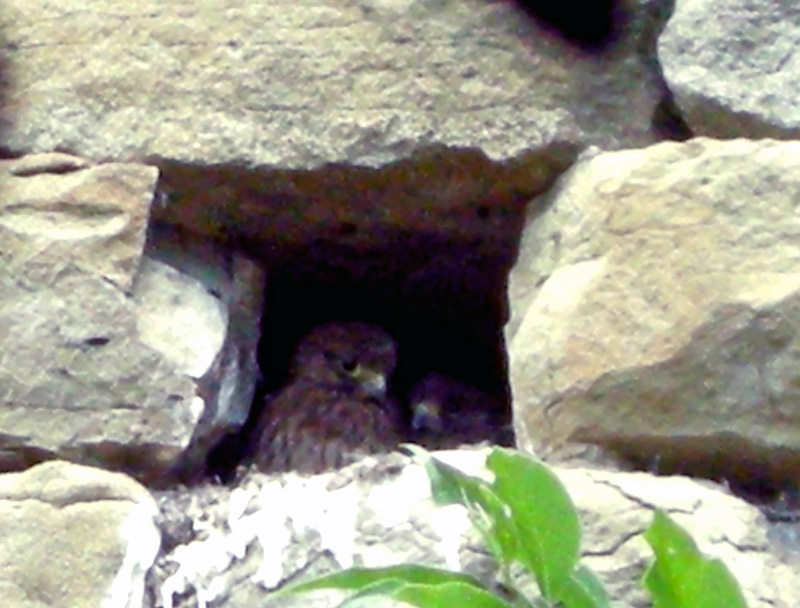 Falco tinnunculus / Gheppio