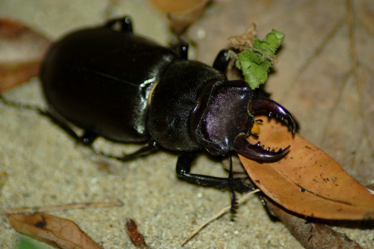 Lucanus tetraodon romano