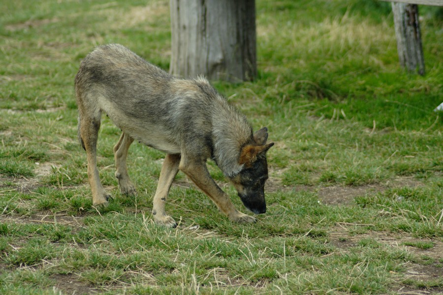 ibrido cane-lupo?