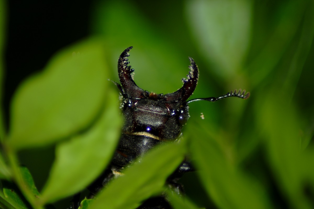 Lucanus tetraodon romano