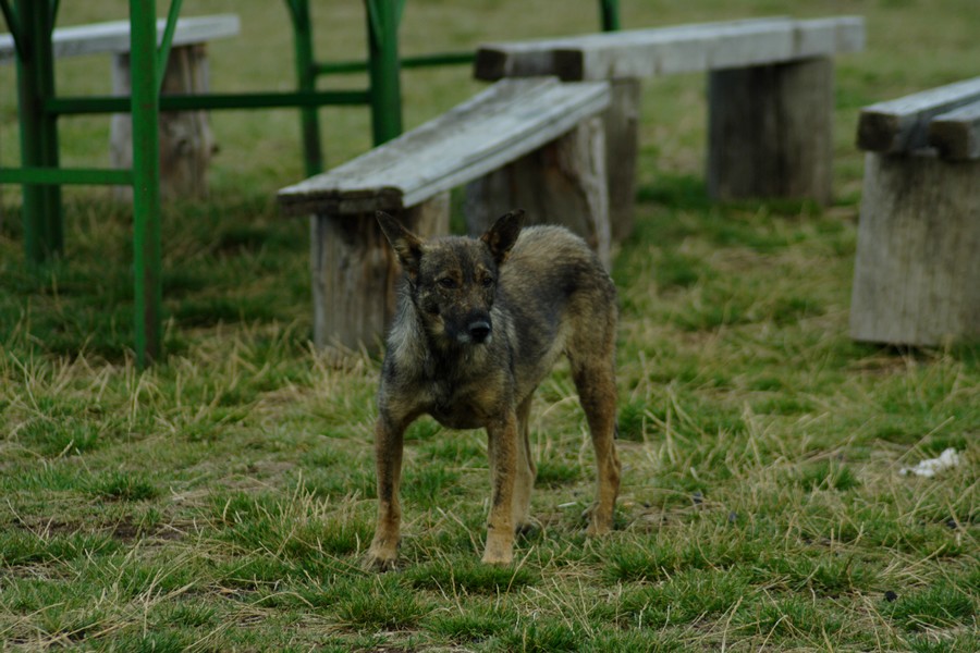 ibrido cane-lupo?