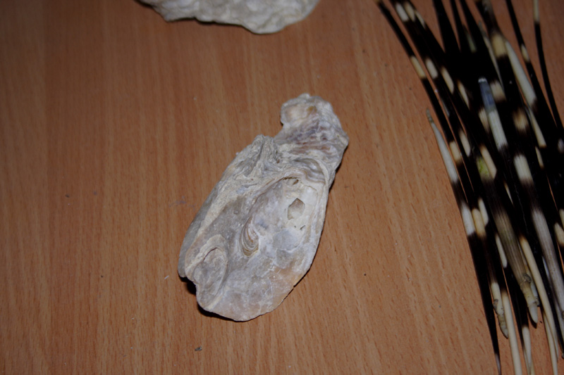 fossili richiesta classificazione