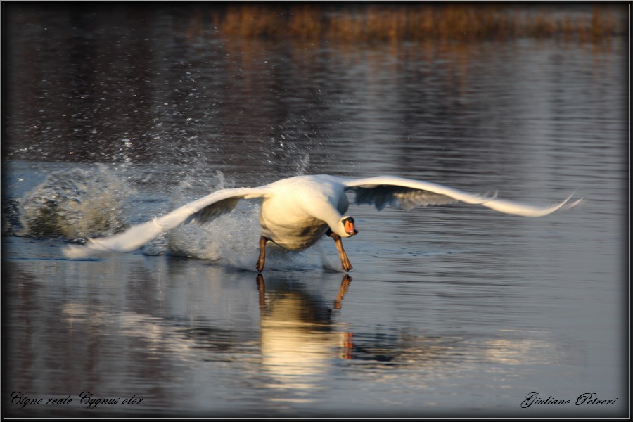 cigno reale, la carica del bisonte