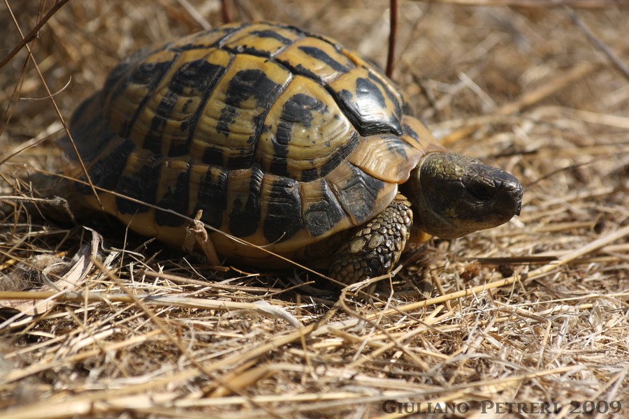 testudo hermanni hermanni maschio