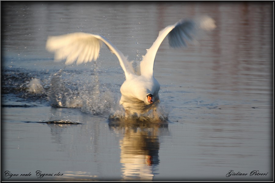 cigno reale, la carica del bisonte