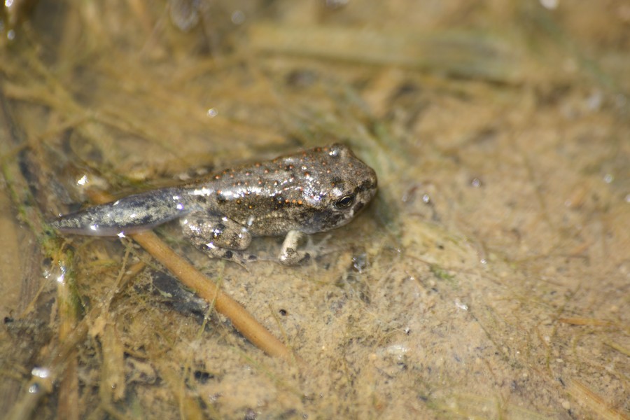 neometamorfosati smeraldini - Bufotes balearicus