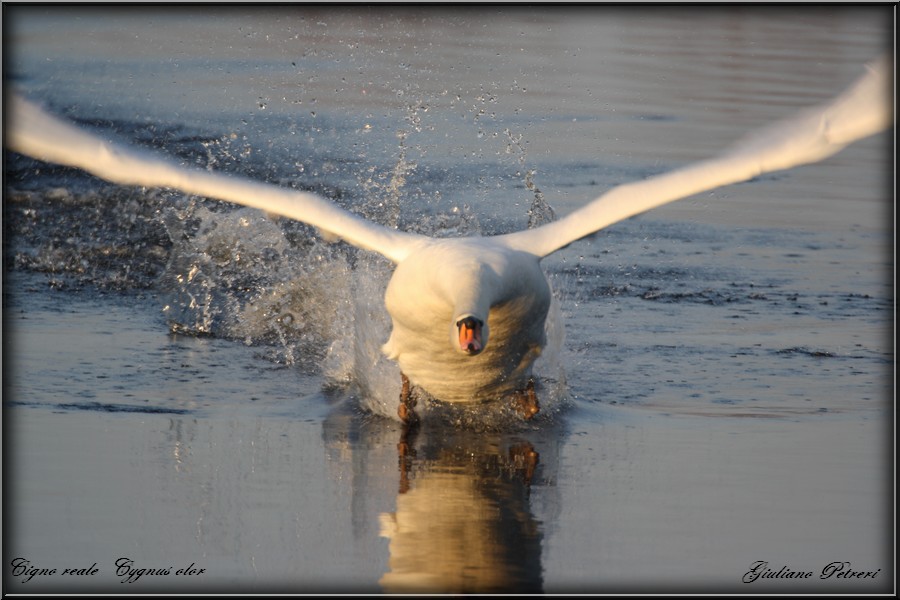 cigno reale, la carica del bisonte