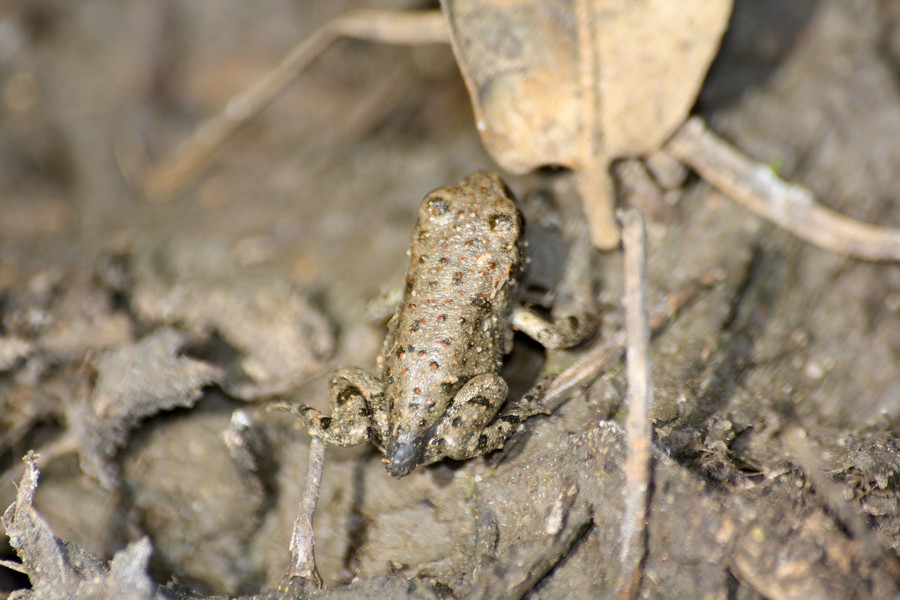 neometamorfosati smeraldini - Bufotes balearicus