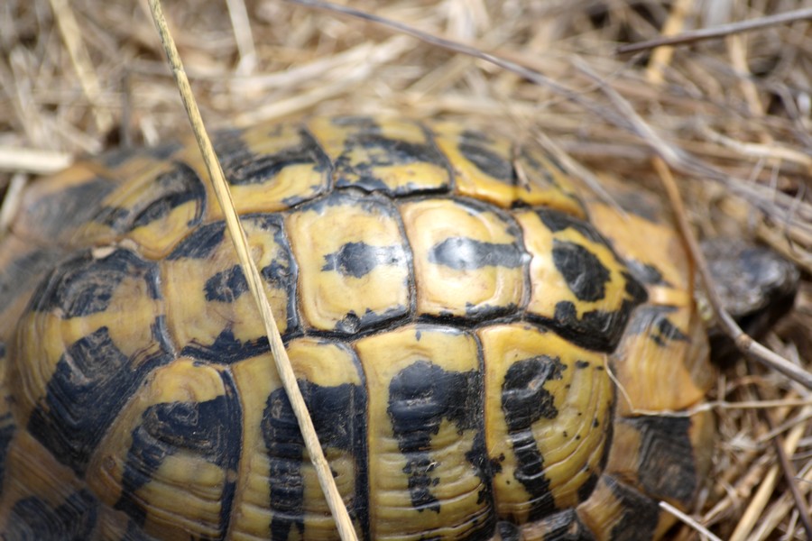 testudo hermanni hermanni maschio