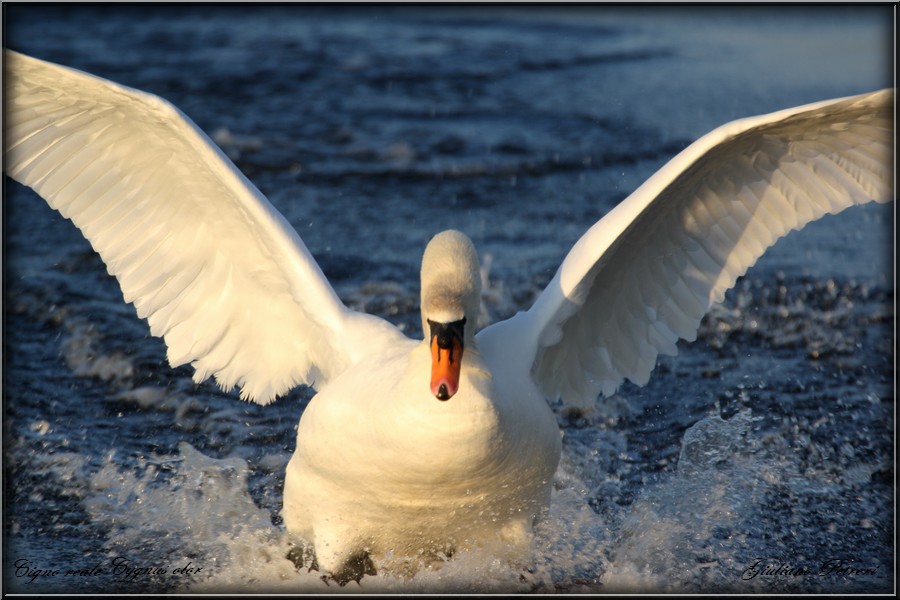 cigno reale, la carica del bisonte