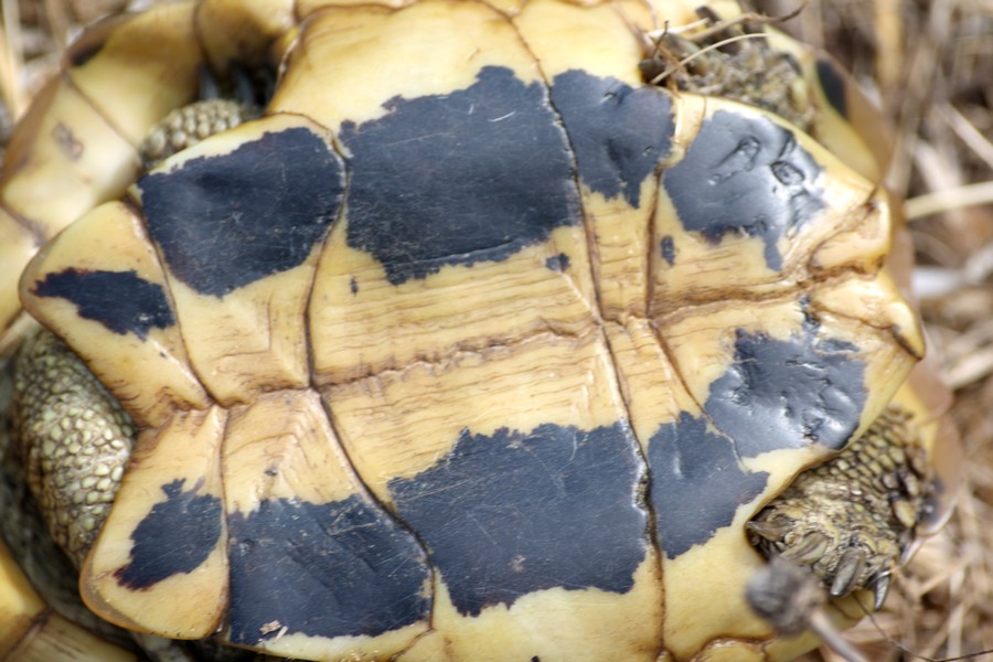 testudo hermanni hermanni maschio