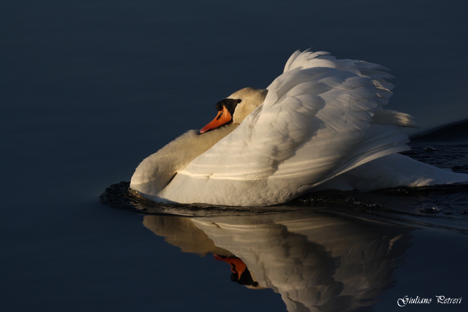 cigno reale, la carica del bisonte