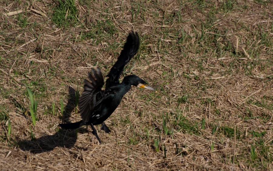 cormorano