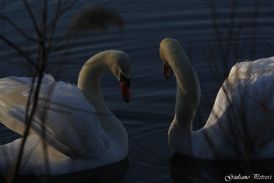 cigno reale, la carica del bisonte