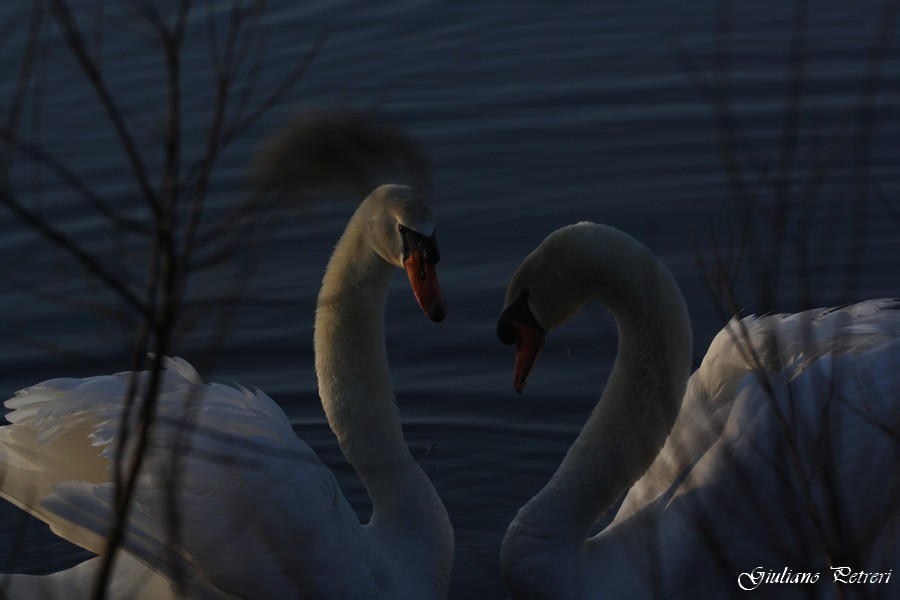 cigno reale, la carica del bisonte