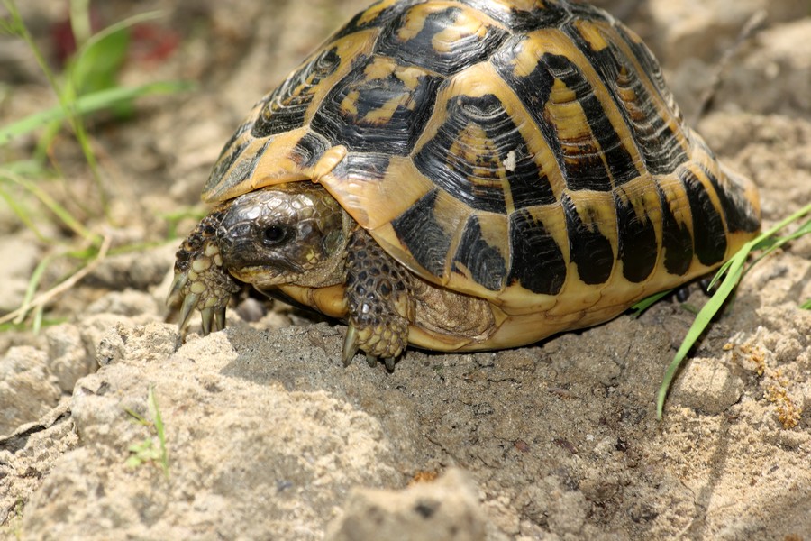 testudo hermanni hermanni