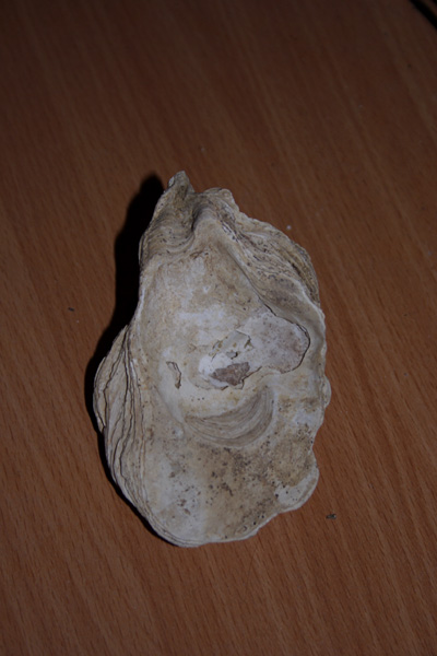 fossili richiesta classificazione