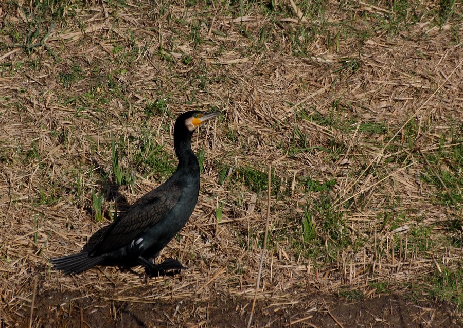 cormorano