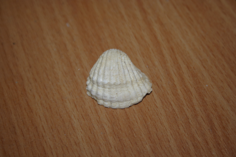 fossili richiesta classificazione