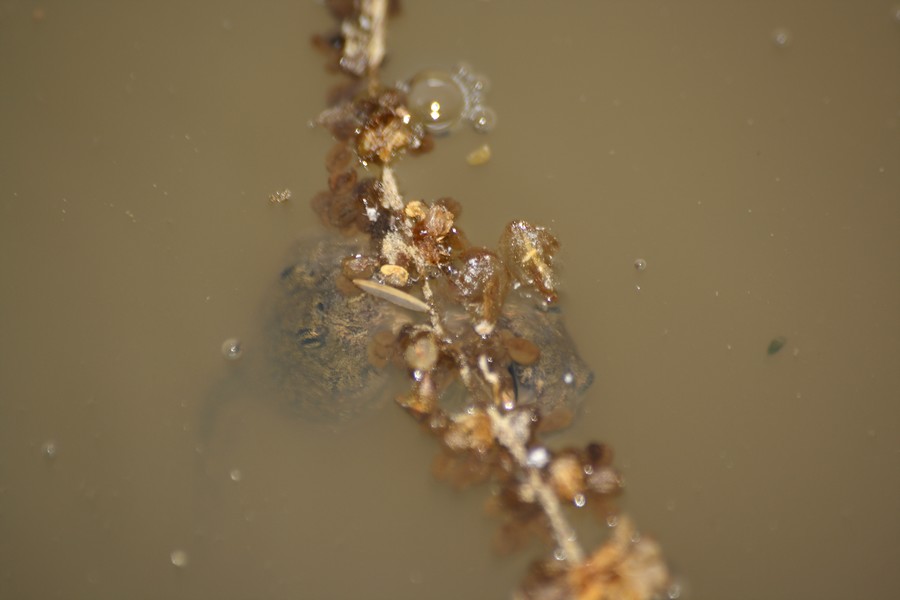 Girini da identificare - Hyla intermedia