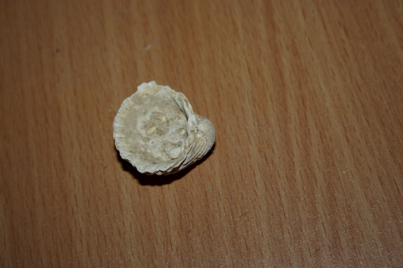 fossili richiesta classificazione