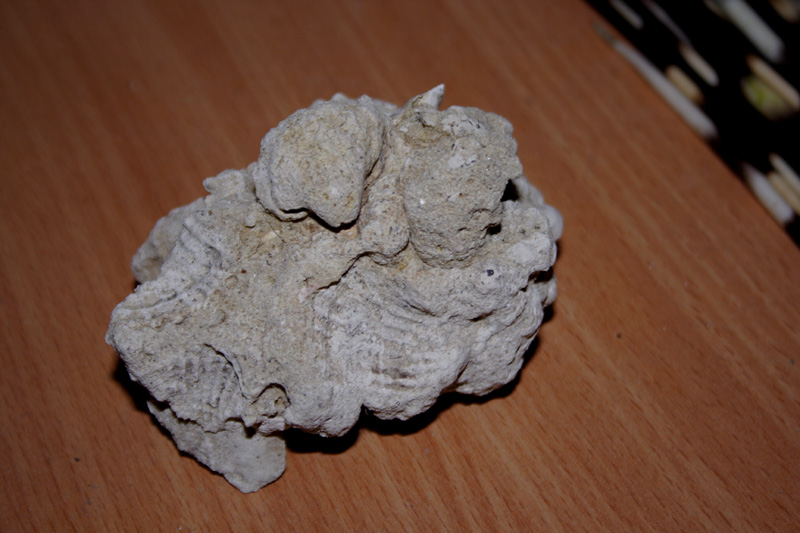 fossili richiesta classificazione