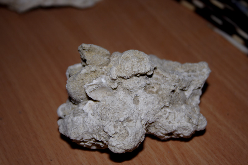fossili richiesta classificazione