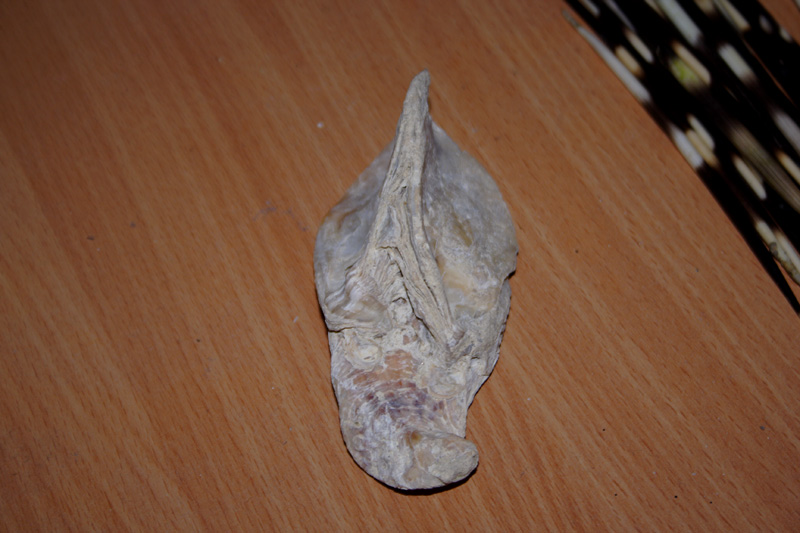 fossili richiesta classificazione