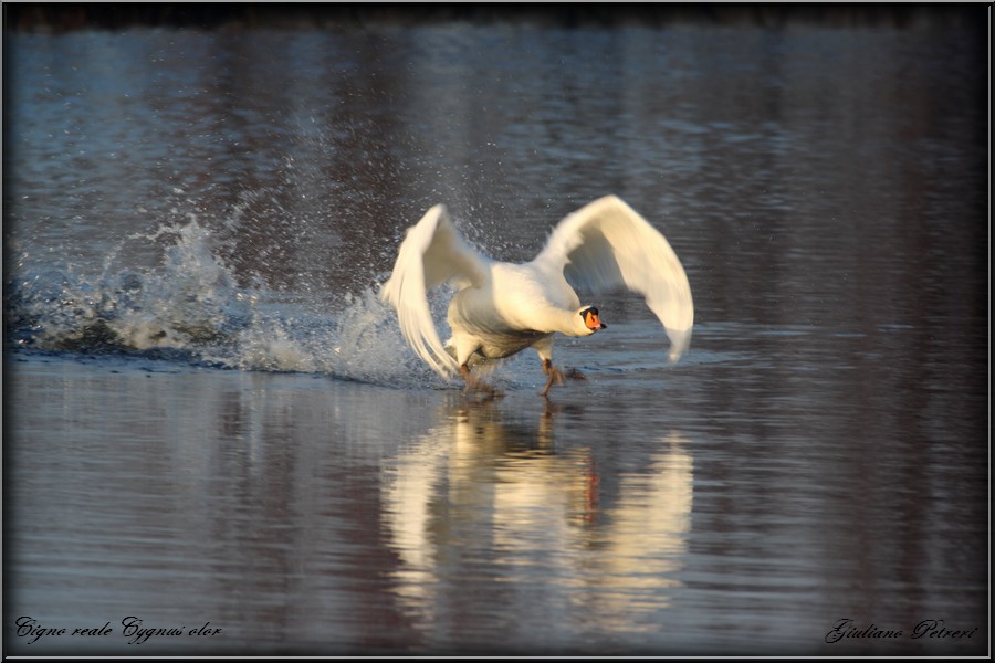 cigno reale, la carica del bisonte