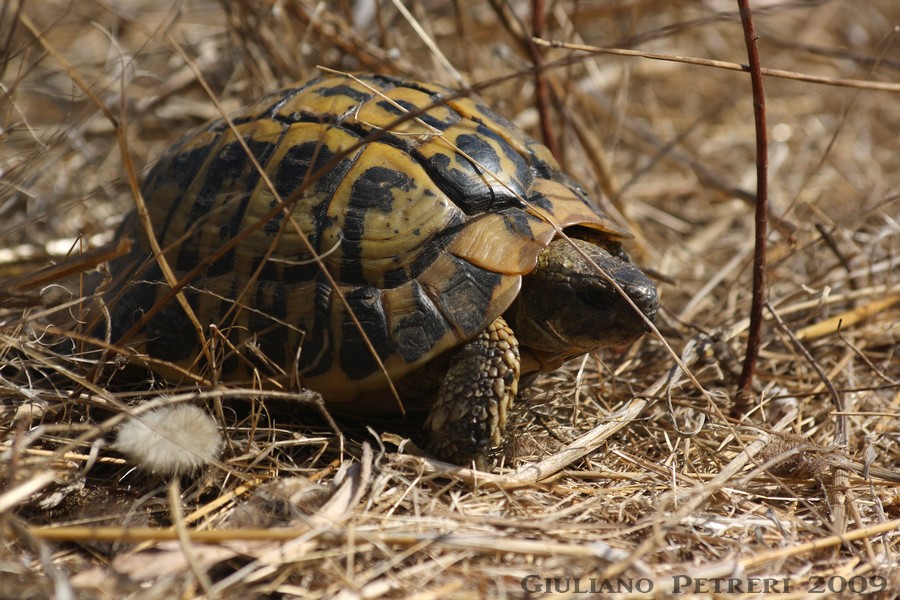 testudo hermanni hermanni maschio