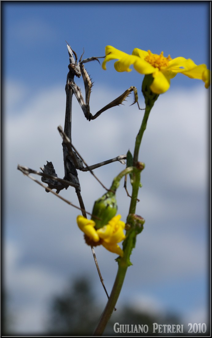 Ninfa di Empusa pennata