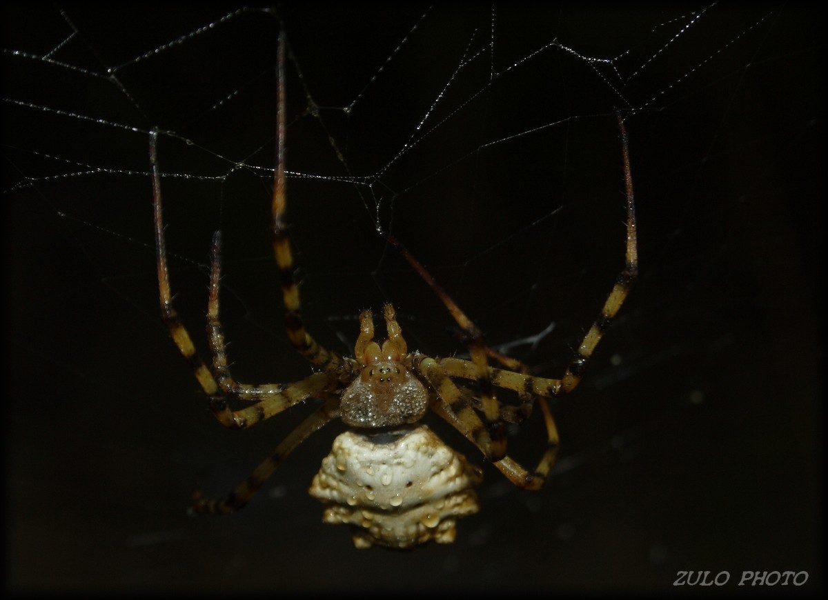 Ragno spettacolare: Argiope lobata