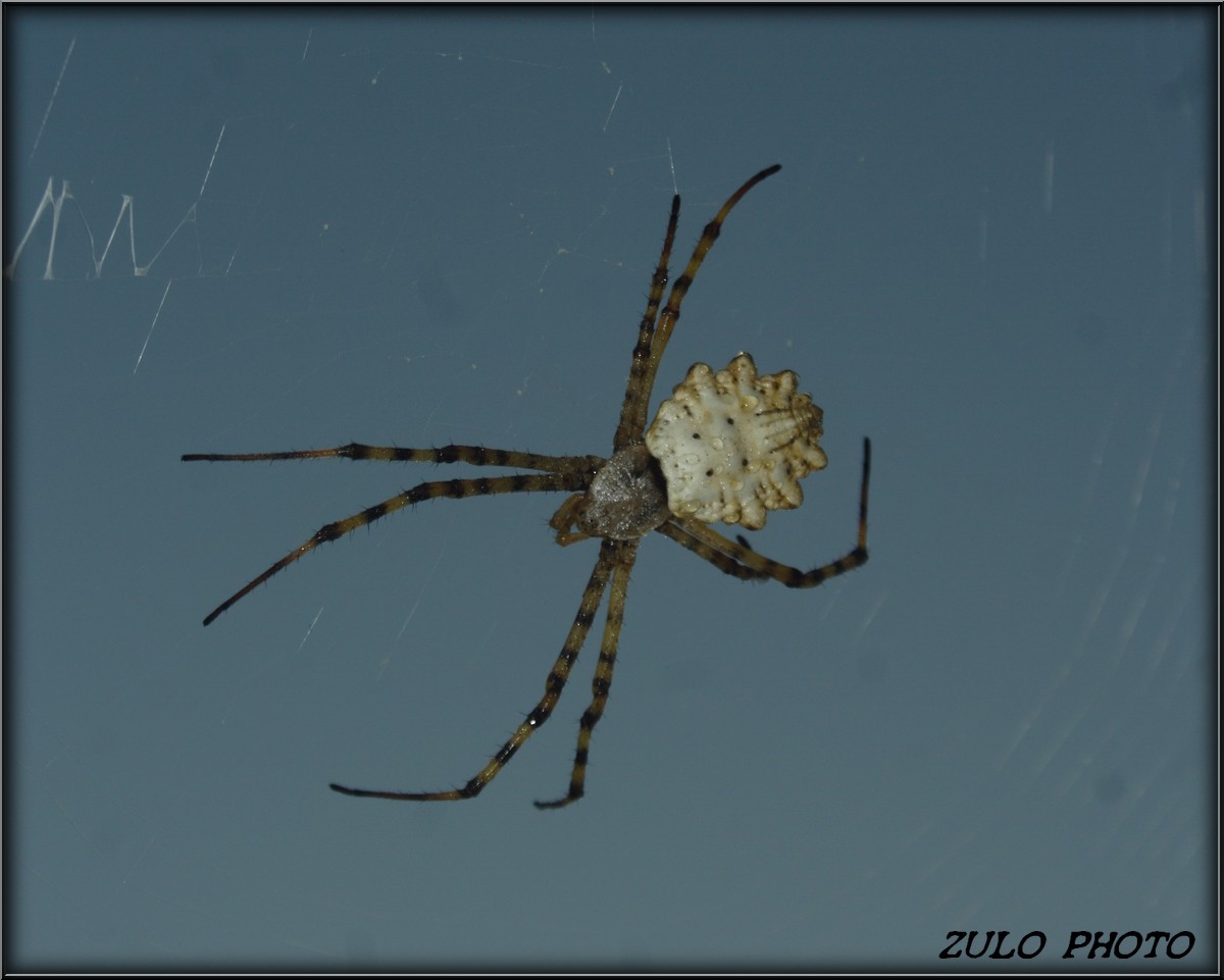 Ragno spettacolare: Argiope lobata