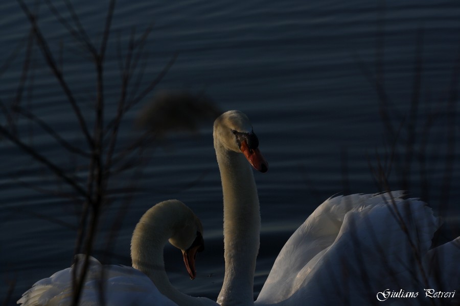 cigno reale, la carica del bisonte