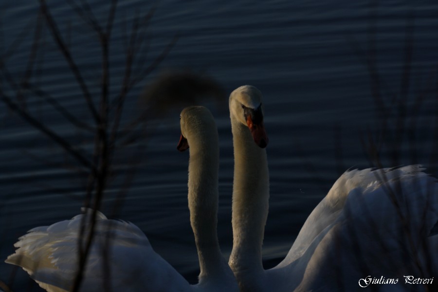 cigno reale, la carica del bisonte