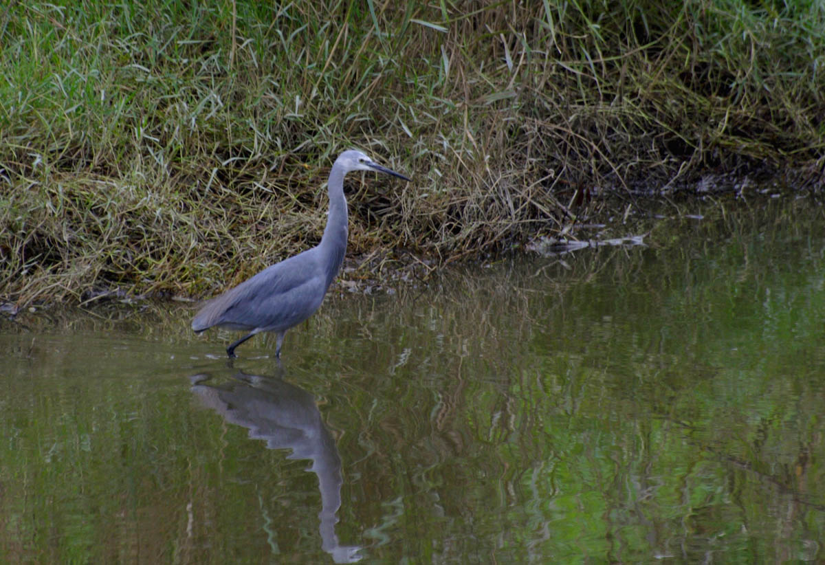 egretta gularis, a volte ritornano.