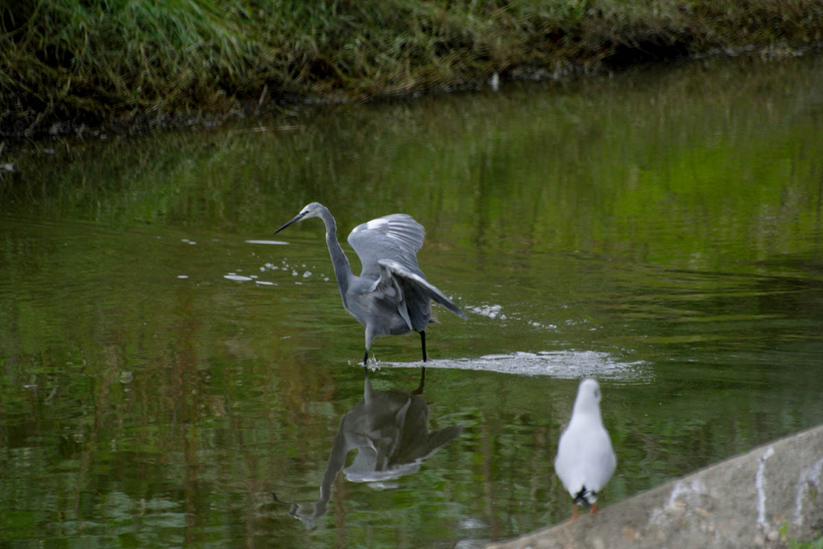 egretta gularis, a volte ritornano.