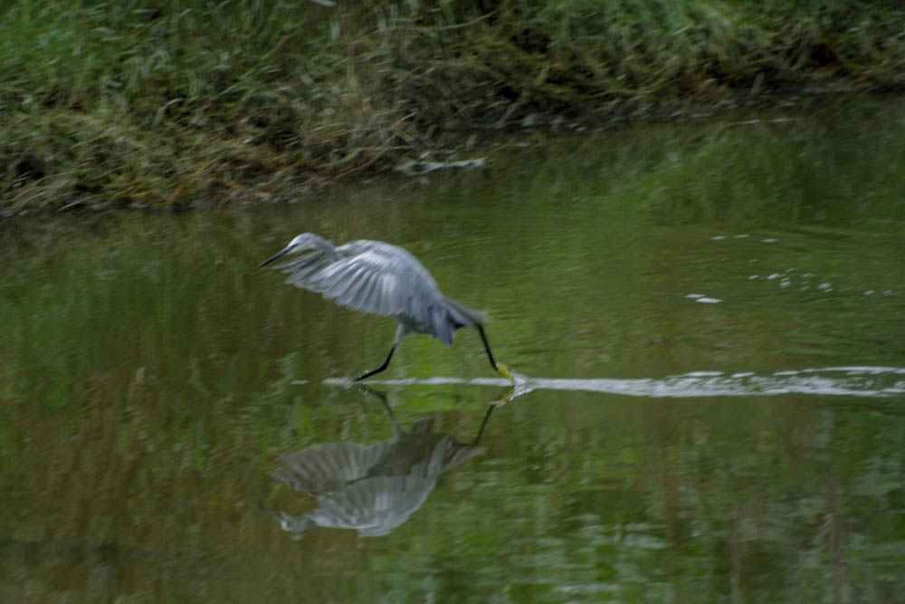 egretta gularis, a volte ritornano.