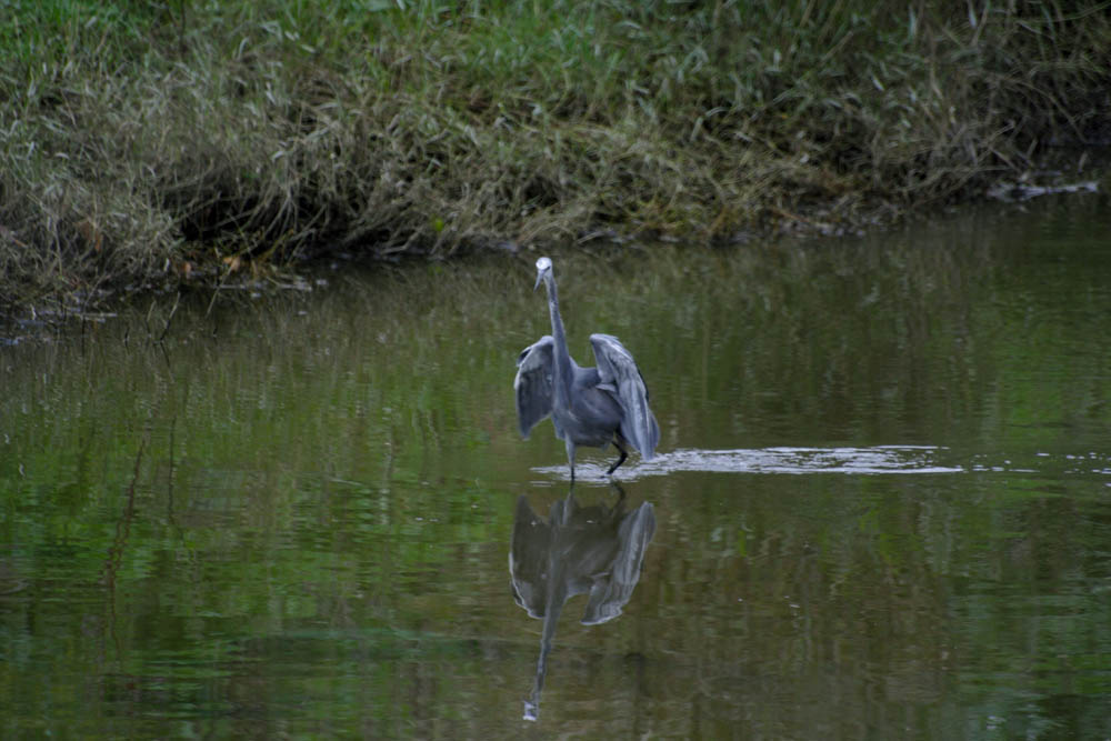 egretta gularis, a volte ritornano.