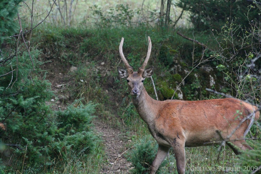 video primo bramito del 2009, 24 agosto