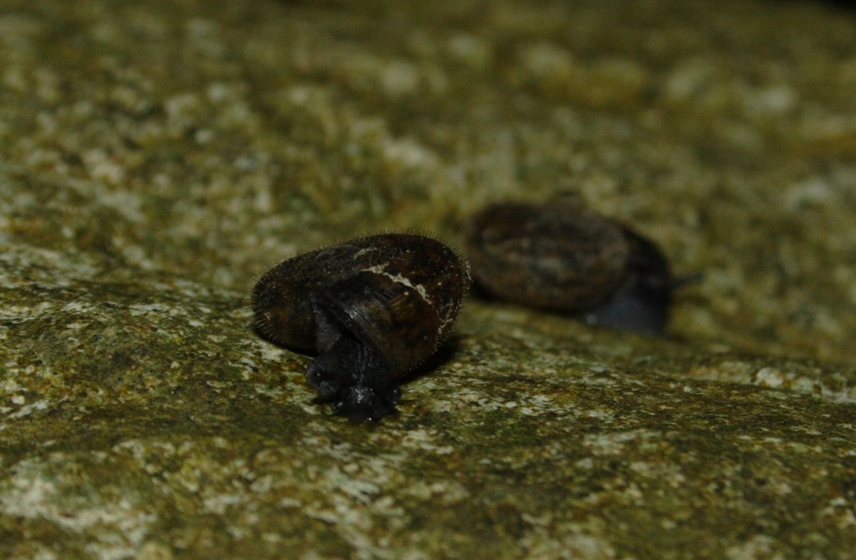 Chilostoma planospira juv.
