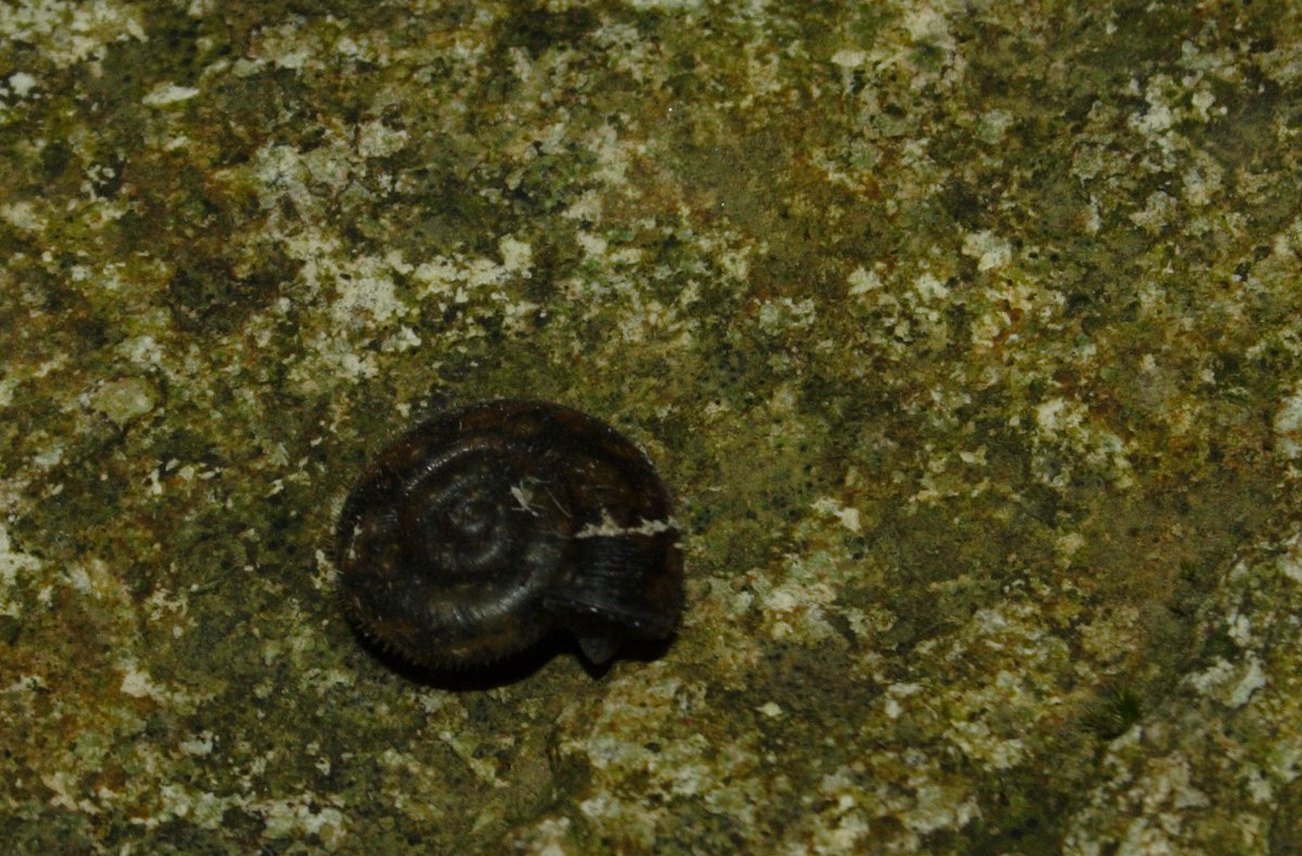 Chilostoma planospira juv.