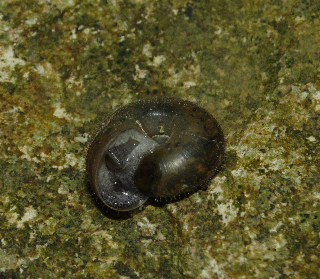Chilostoma planospira juv.