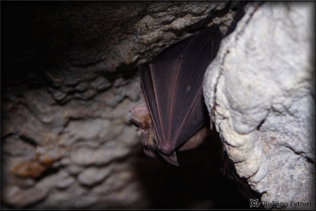 Il mio primo Rhinolophus ferrumequinum